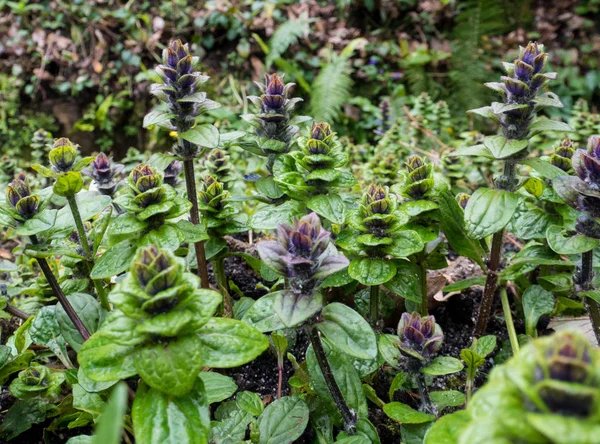 Ajuga Pyramidalis Pyramidal Bugle Flowering Plants Forest — Stock Photo, Image