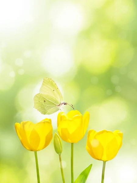 Zářivě Žluté Tulipány Motýl Rozmazané Pozadí Zelené Tři Květiny Slunné — Stock fotografie