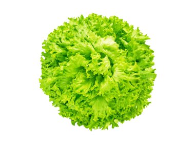 Batavia marul salata kafa 