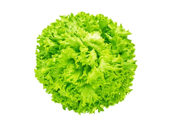 Batavia lettuce salad head — Stock Photo, Image