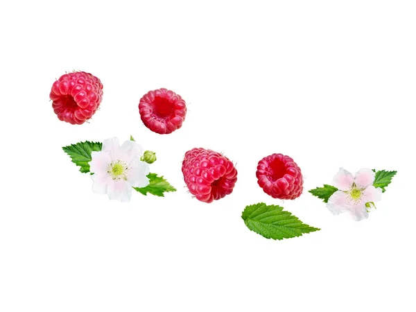 Малинові ягоди, листя і квіти літаюча хвиля ізольовані на — стокове фото