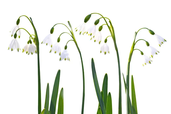 Schneeglöckchenblumen vereinzelt auf weiß gesetzt — Stockfoto