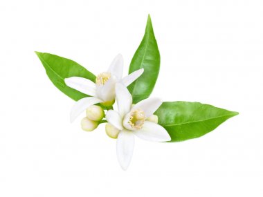 Neroli Blossom beyaz izole