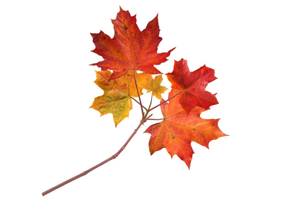 Kanada javor strom červená podzimní větev izolované na bílém — Stock fotografie