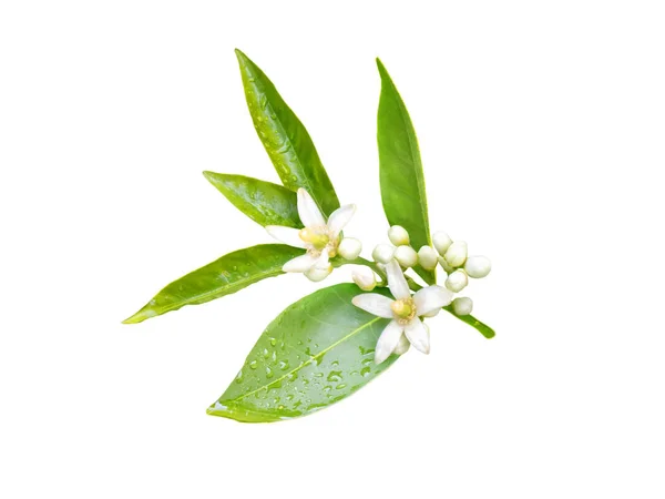 Neroli çiçekleri beyaz izole
