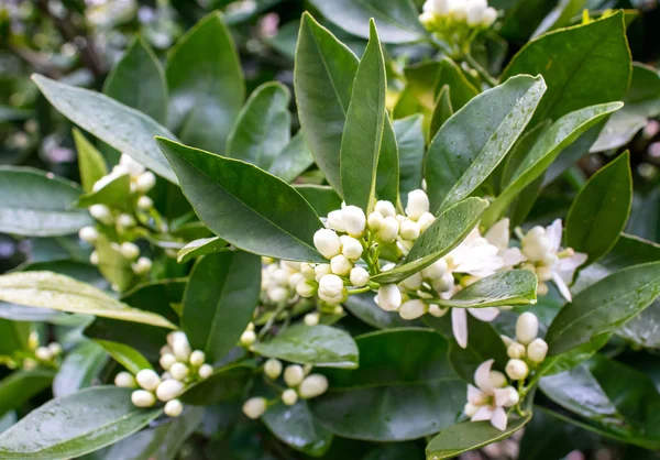 Orange tree white fragrant flowers and buds after spring rain. A — Stock Photo, Image