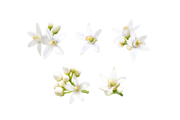 Neroli çiçekleri beyaz üzerine izole ayarlanır