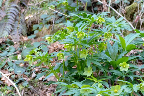 Helleborus viridis или зеленое алебардное растение в весеннем лесу — стоковое фото