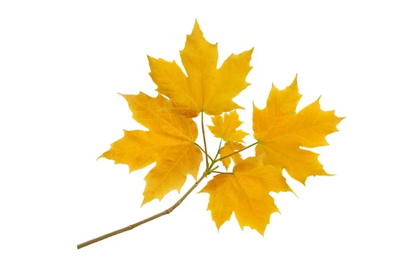 Javorový žlutý podzimní větev izolovaný na bílém — Stock fotografie