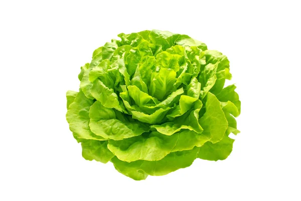 Cabeça de salada de alface trocadero verde — Fotografia de Stock