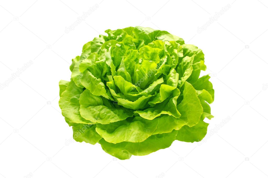 Green trocadero lettuce salad head 