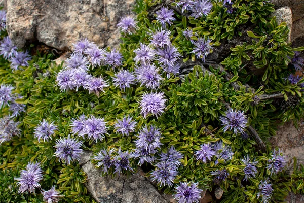 Globularia repens light violet alpine flowers — Stock Photo, Image