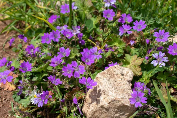 Geranium pyrenaicum purple flowers and leaves — Stock Photo, Image