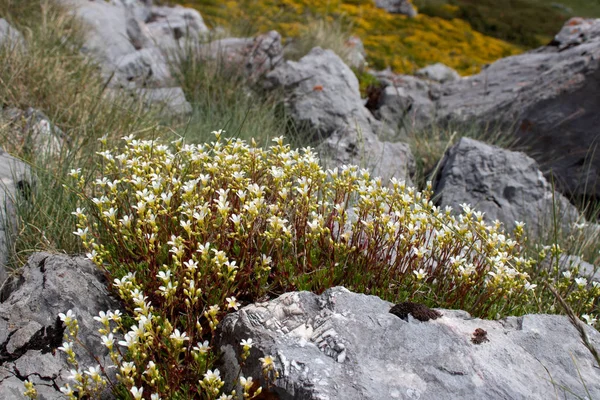 Saxifraga trifurcata white flowers among the stones — Stock Photo, Image