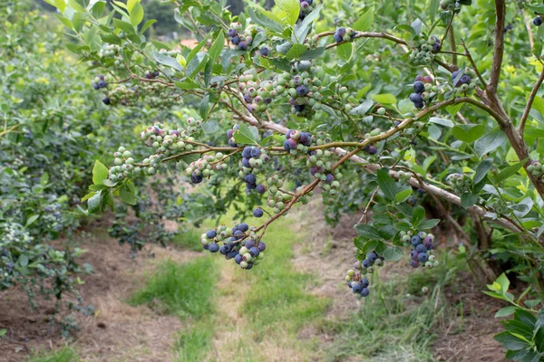 Northern highbush blueberry plantation — Stock Photo, Image