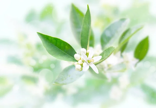 Bulanık bahçede bahar yağmurundan sonra Neroli çiçekleri ve tomurcukları 