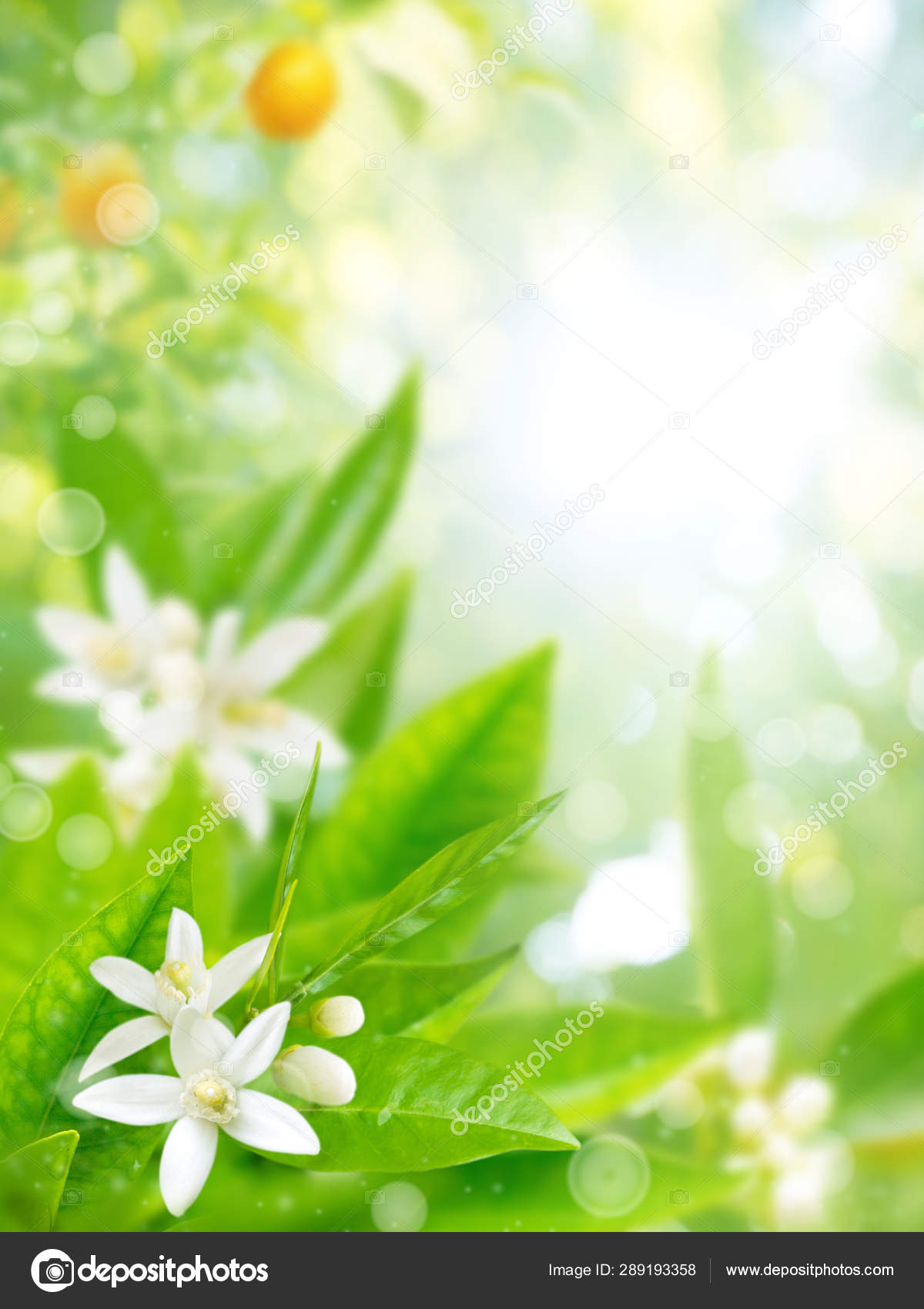 Orange garden in bloom blurred background Stock Photo by ©photohampster  289193358