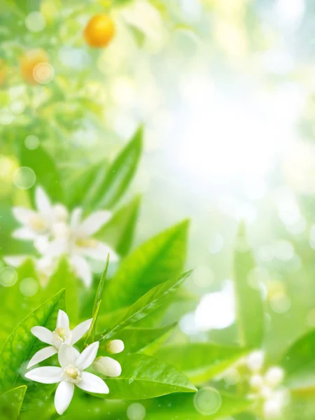 盛开的橘子花园模糊背景 — 图库照片