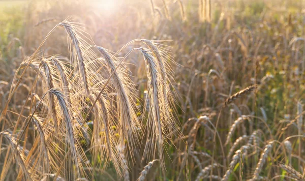 Rye and wheat field at sunset. — Stock Photo, Image