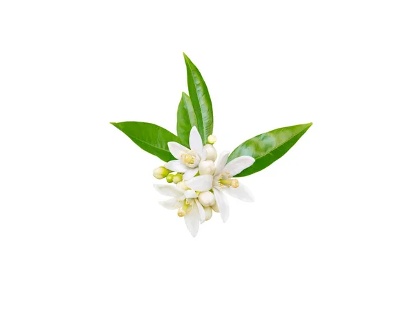 Flor de Neroli isolada em branco — Fotografia de Stock