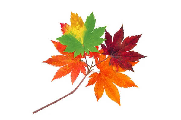 Japanse Maple Tree kleurrijke herfst tak geïsoleerd op wit — Stockfoto