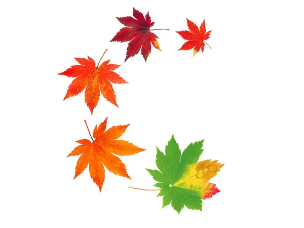 Spiral voando montão de árvore de bordo japonês folhas de outono coloridas — Fotografia de Stock