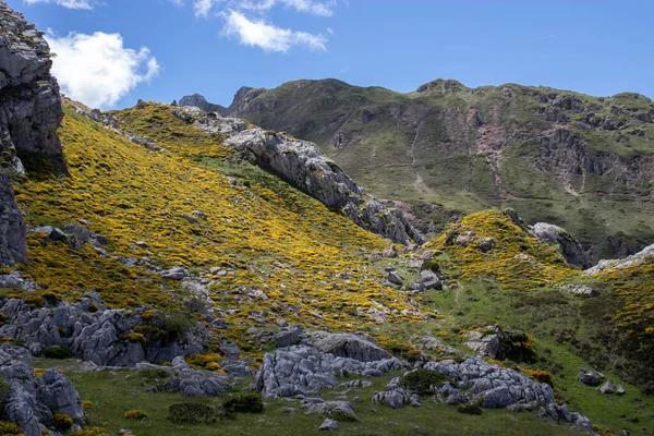 Genista Occidentalis Flor Paisaje Montaña Primavera Con Flores Amarillas Lago — Foto de Stock