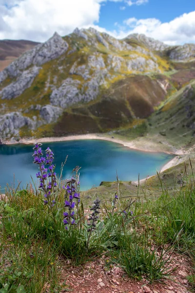 Echium Vulgare Flores Púrpuras Parque Nacional Somiedo España Asturias Lagos — Foto de Stock