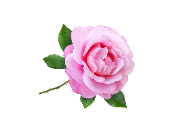 ピンク色のバラの花と葉が白い上に孤立する — ストック写真