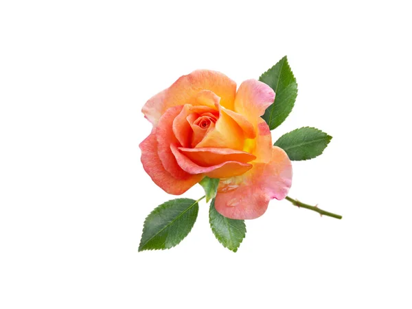 Rosa Naranja Flor Hojas Aisladas Whit — Foto de Stock