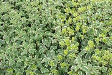 Kırmızı kabuklu, beyaz ya da Sibirya çitleri. Çeşitli yeşilliklere sahip Cornus alba cultivar. 