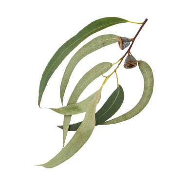 Beyaz yapraklı ve meyveli okaliptüs globulus ağacı dalı. Okaliptüs sakızı. Güney mavi sakızı.