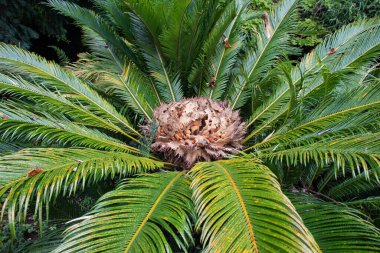 Japon sago palmiyesi ya da Sotetsu bitkisi dişi üreme yapısı. Cycas revoluta.