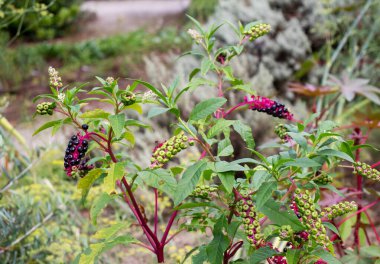 Amerikan pokeweed 'i ya da sallet salatası ya da olgun ve yeşil meyveli yaban mersini bitkisi. Phytolacca americana ailesi Phytolaccaceae.