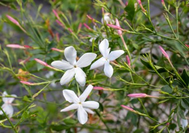 Çiçekli ve tomurcuklu yasemin bitkisi. Jasminum officinale.