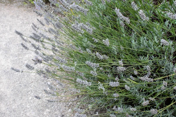 Lavandula Angustifolia Plant Dry Seeds English True Lavender — Stock Photo, Image