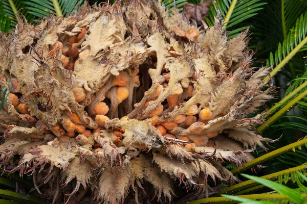 Japanese Sago Palm Sotetsu Plant Female Reproductive Structure Closeup Cycas — Stock Photo, Image
