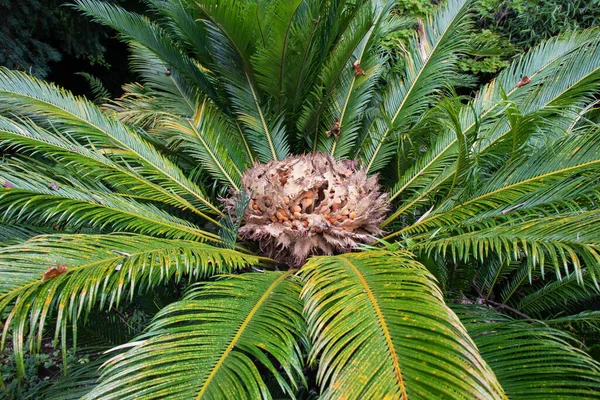 Japanese Sago Palm Sotetsu Plant Female Reproductive Structure Cycas Revoluta — Stock Photo, Image