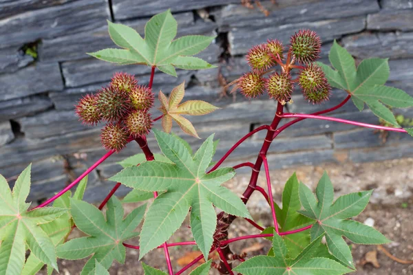 Castor Oil Plant Seed Capsules Leaves Ricinus Communis Fruits — Stock Photo, Image