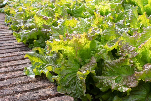 Vihreä Salaatti Salaattikasvit Aurinkoisessa Keittiön Puutarhassa Lactuca Sativa — kuvapankkivalokuva