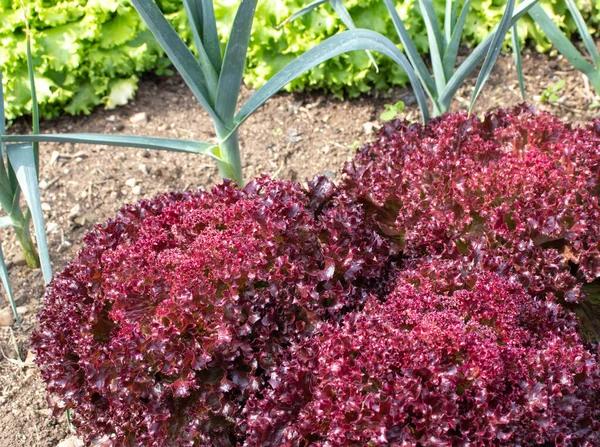 Red and green lettuce and garlic companion plants in the garden. Mixed vegetable bed. Biological pest control