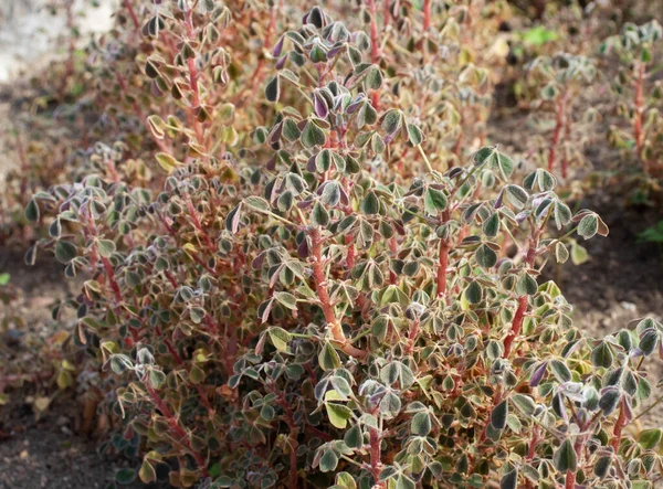 海の根菜植物 オキサリス結核 — ストック写真