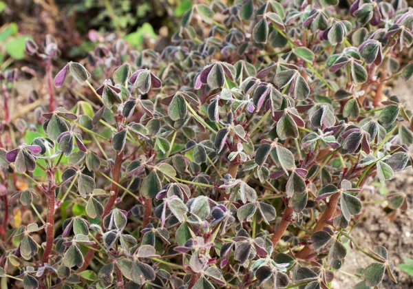 海の根菜植物 オキサリス結核 — ストック写真