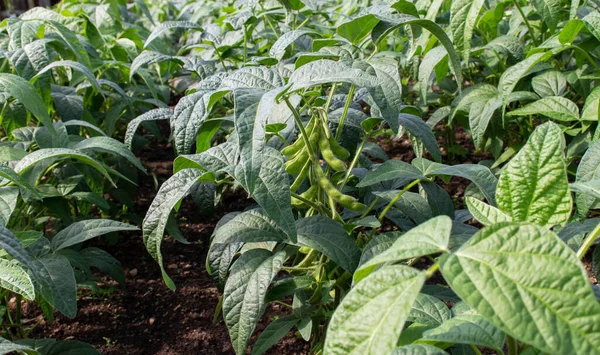 大豆或大豆种植园 含有豆类的甘氨酸最大植物 — 图库照片