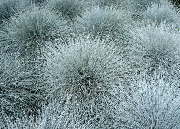 Mavi çim aile bitkisi. Festuca glauca