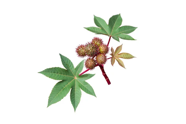 Tohum kapsülleri ve yaprakları beyaz üzerine izole edilmiş hintyağı bitkisi. Ricinus komünis meyveleri.