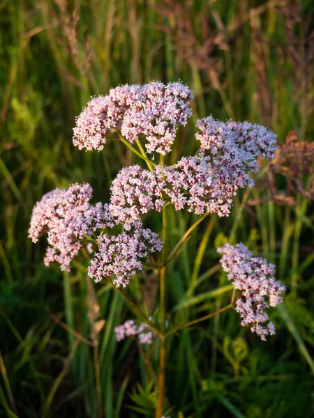 Valeriana Officinalis Pink Flowers Summer Meadow Sunset Medicinal Plant — Stock Photo, Image