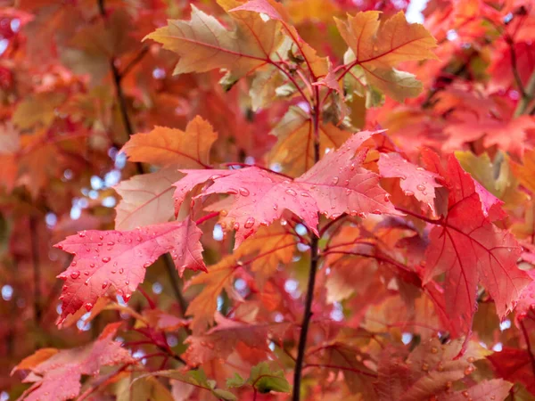 Red Maple Branch Autumn Colored Leaves Rain Drops Fall Season — Stock Photo, Image