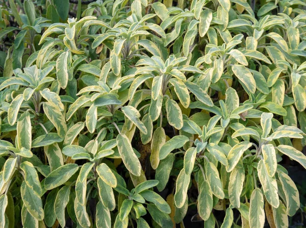 Šalvějový Kultivar Žlutozelenými Pestrobarevnými Listy Salvia Officinalis — Stock fotografie