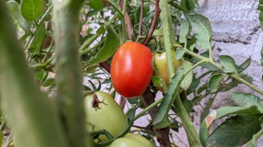 Ağaçtaki taze domateslerin seçici odağı.